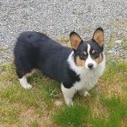 Shadow - Pembroke Welsh Corgi