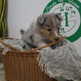 Summit - Blue merle female Collie puppy in Versailles, Indiana from Circle H Farm