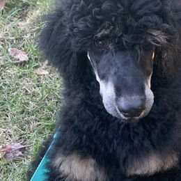 Poodles from Shippee’s Standards