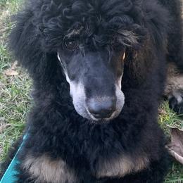 Poodles from Shippee’s Standards