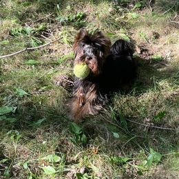 Yorkshire Terrier Puppies from Yorkies Kisses