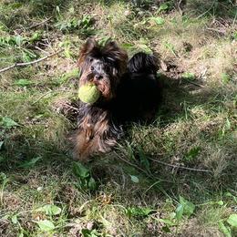 Yorkshire Terrier Puppies from Yorkies Kisses