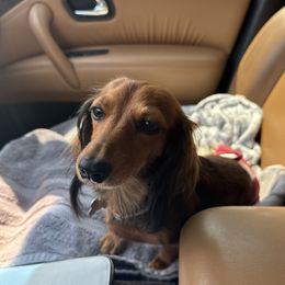 Jolene - Dachshund