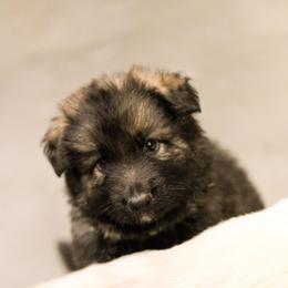 Phoebe (Yellow collar) - Sable female German Shepherd puppy in Mason, Michigan from Sweet Breeze Acres