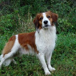 Nederlandse Kooikerhondje All Grown Up from Noble Pines Kooikerhondjes