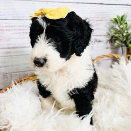 Cheerio - Black and white female Sheepadoodle puppy in Nixa, Missouri from Davis Family Doodles