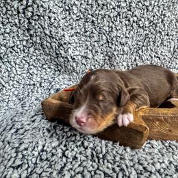 Flint - Brown and white male Bernedoodle puppy in Rose Hill, North Carolina from Red Door Canines