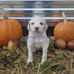 Liver longcoat girl - White and liver brown female Dalmatian puppy in Conrath, Wisconsin from JSF Dalmatians LLC