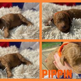 Poodle and Whoodle Puppies from Kalin’s K9s