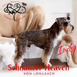 Indy - Miniature Schnauzer
