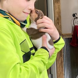 Teddy Roosevelt Terrier puppies from Big Grove Farms