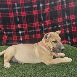 Perro de Presa Canario Puppies from Mesquite Creek Kennels