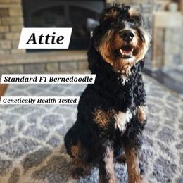 Attie - Bernedoodle