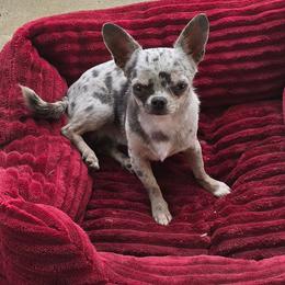 Queso - Chihuahua