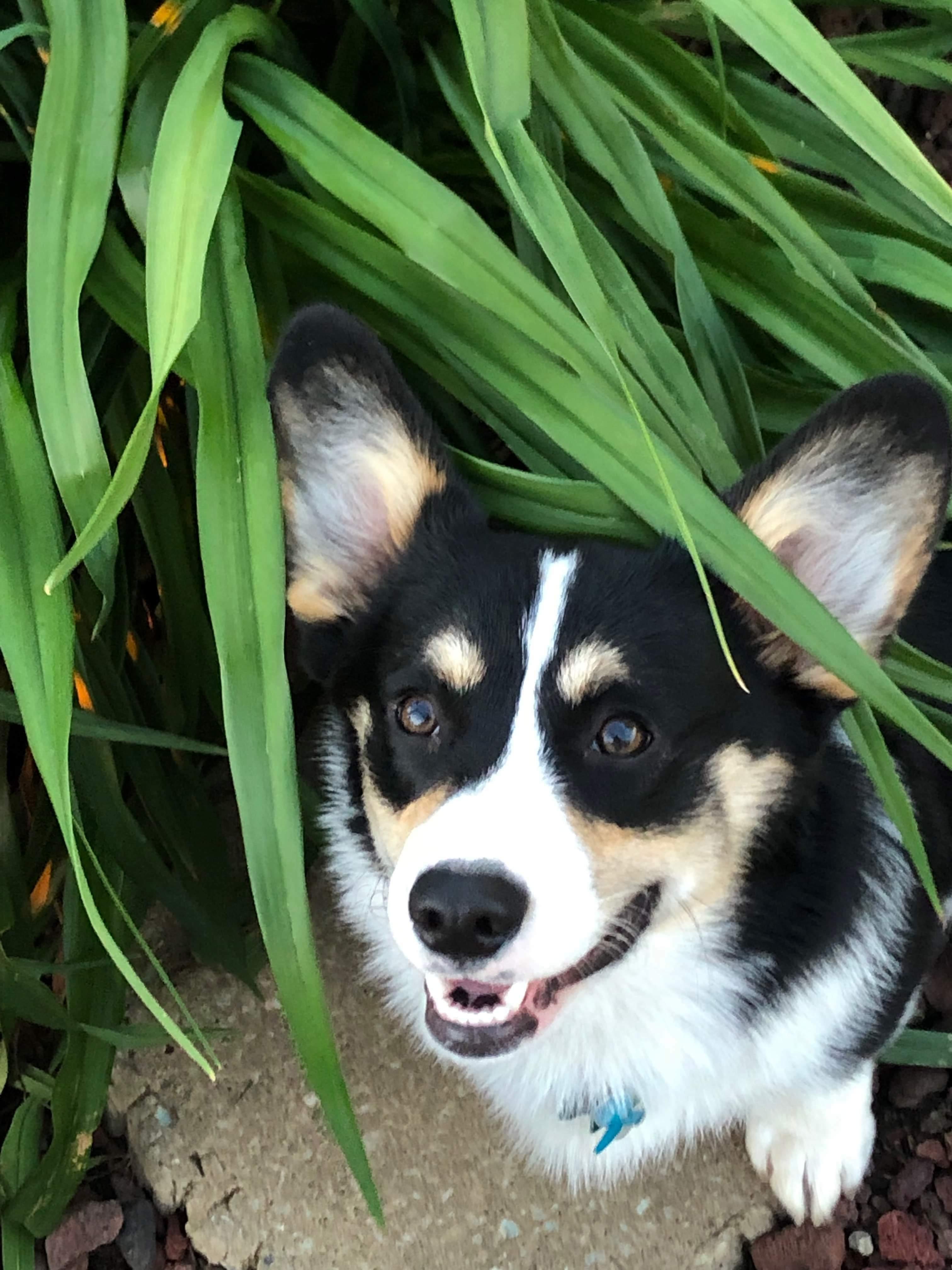 American Corgis, Dachshunds, Miniature Schnauzers, and Pembroke Welsh Corgis from Johnson Family Corgis and more
