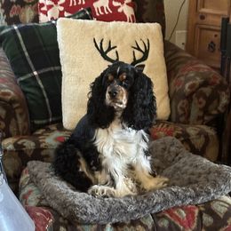 Paisley - Cocker Spaniel