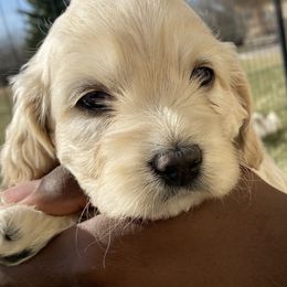 Girl 1 - Cream Cockapoo puppy in Rigby, Idaho from Elkington Family Farms LLC