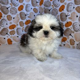 Dash - Brindle and white male Shih Tzu puppy in Mountain Grove, Missouri from Happy Hounds and More🐾