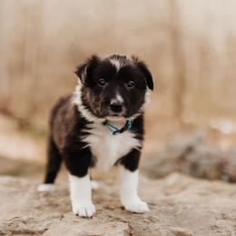 Sapphire - Black white and tan female Old Time Scotch Collie puppy in Alexander, North Carolina from The Fiddlesticks Farm