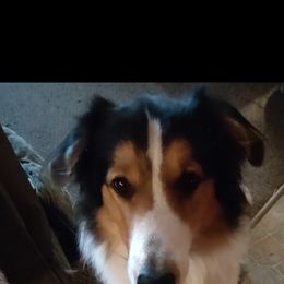 Old Time Scotch Collie Puppies from Hideaway Farm Scotch Collies
