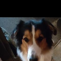 Old Time Scotch Collie Puppies from Hideaway Farm Scotch Collies