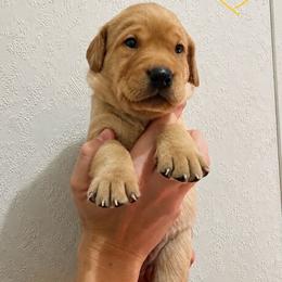 Sunny - Yellow male Labrador Retriever puppy in Newaygo, Michigan from Royal Oak Gundogs