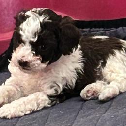 Archie - Brown male Poodle puppy in Mineral Wells, Texas from S.H.A.R.P.’s Toy Poodles