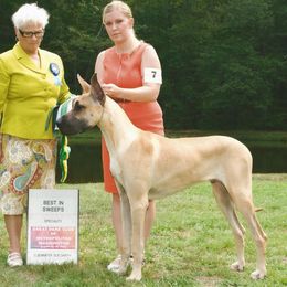 Great Dane All Grown Up from Strebor Great Danes