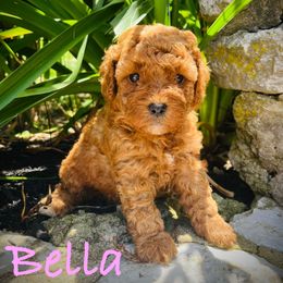 Bella - Red  female Goldendoodle puppy in Fairfield, Ohio from McMoniDoodles