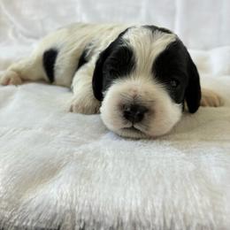 Toad - Black and white male Cockapoo puppy in Adrian, Oregon from ApplebyFarm