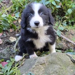 Bug - Black and white female Border Collie puppy in East Brady, Pennsylvania from Riverwood