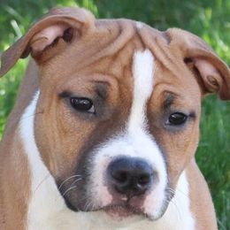 American Staffordshire Terriers and French Bulldogs from Pirouette Am Staffs and Incroyableu French Bulldogs