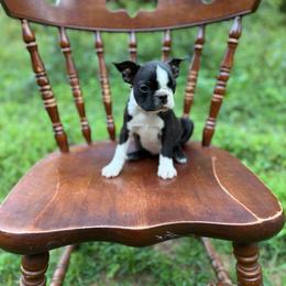 Gordy - Black brindle and white male Boston Terrier puppy in London, Kentucky from Puppy Love