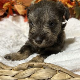 Gumbo - Liver male Miniature Schnauzer puppy in Lufkin, Texas from C&K’s Schnauzer House
