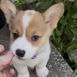 Pembroke Welsh Corgi Puppies from Newlands Insane Danes and Corgis
