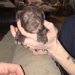 Boy 1 - Liver male Miniature Schnauzer puppy in Dunlap, Tennessee from Beards of Glory