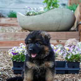 Cream collar - Black and red female German Shepherd puppy in Howell, Michigan from Sheyenne’s Shepherds