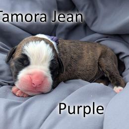 Tamora Jean - Purple - Brindle female Boxer puppy in Sherrill, Iowa from Balltown Boxers
