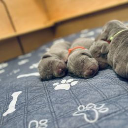 Weimaraner Puppies from K&K Weimaraners