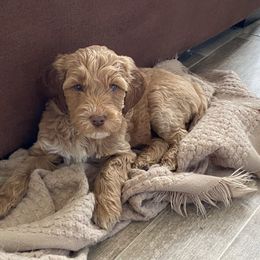 Milky Way - Goldendoodle puppy from Lola Bear Goldendoodles