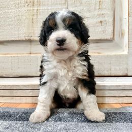 Tricolor female - Tri-color female Bernedoodle puppy in Brooksville, Florida from Kruger Doodles