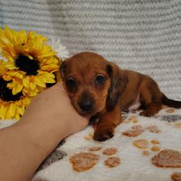 Joey - Dapple male Dachshund puppy in Hudson, Michigan from Mittentail Kennel Miniature Dachshunds & Australian Shepherds