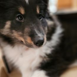Shetland Sheepdogs from Stafford Shelties