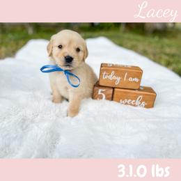 Golden Retriever Puppies from All shades Golden