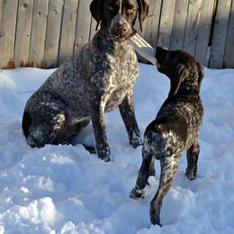 German Shorthaired Pointer All Grown Up from Claddagh Kennels