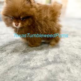 Pomeranian Puppies from Texas Tumbleweed Poms