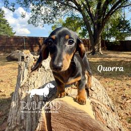 Quorra - Black and tan female Dachshund puppy in Royse City, Texas from Truehearted Miniature Dachshunds