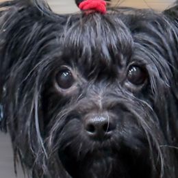 Quinn - Yorkshire Terrier