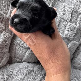 Purple - Black female Miniature Schnauzer puppy in Gillette, Wyoming from T’s Little Schnauzers
