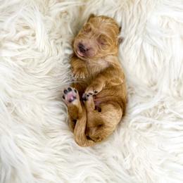Stitch - Apricot male Goldendoodle puppy in Davison, Michigan from Dreaming Doodles